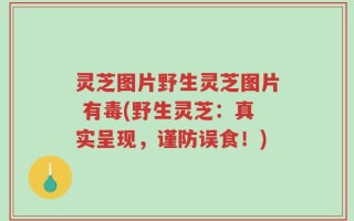 灵芝图片野生灵芝图片 有毒(野生灵芝：真实呈现，谨防误食！)
