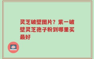 灵芝破壁图片？紫一破壁灵芝孢子粉到哪里买最好