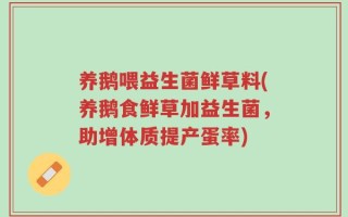 养鹅喂益生菌鲜草料(养鹅食鲜草加益生菌，助增体质提产蛋率)