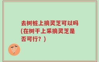 去树桩上摘灵芝可以吗(在树干上采摘灵芝是否可行？)
