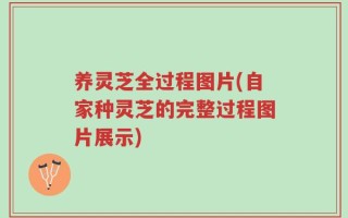 养灵芝全过程图片(自家种灵芝的完整过程图片展示)