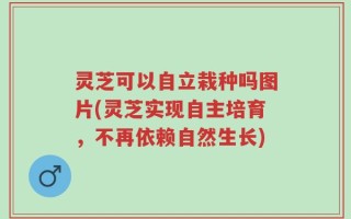 灵芝可以自立栽种吗图片(灵芝实现自主培育，不再依赖自然生长)