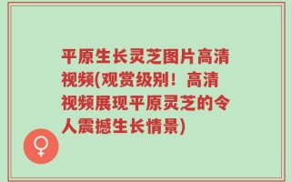 平原生长灵芝图片高清视频(观赏级别！高清视频展现平原灵芝的令人震撼生长情景)
