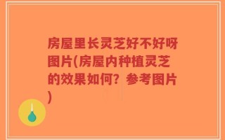 房屋里长灵芝好不好呀图片(房屋内种植灵芝的效果如何？参考图片)