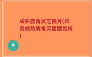成熟鹿角灵芝图片(珍贵成熟鹿角灵菌图赏析)