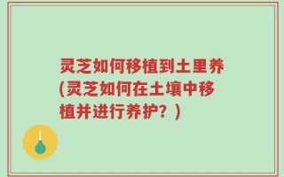 灵芝如何移植到土里养(灵芝如何在土壤中移植并进行养护？)