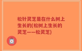 松针灵芝是在什么树上生长的(松树上生长的灵芝——松灵芝)