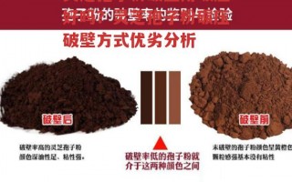 灵芝孢子粉破壁用碾压好吗？灵芝孢子粉碾压破壁方式优劣分析