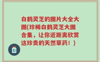 白鹤灵芝的图片大全大图(珍稀白鹤灵芝大图合集，让你近距离欣赏这珍贵的天然草药！)