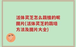活体灵芝怎么栽植的呢图片(活体灵芝的栽培方法及图片大全)