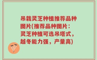 吊栽灵芝种植推荐品种图片(推荐品种图片：灵芝种植可选吊塔式，越冬能力强，产量高)