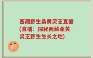 西藏野生桑黄灵芝直播(直播：探秘西藏桑黄灵芝野生生长之地)