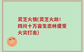 灵芝火情(灵芝火劫！四川十万亩生态林遭受火灾打击)