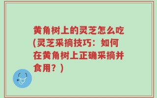 黄角树上的灵芝怎么吃(灵芝采摘技巧：如何在黄角树上正确采摘并食用？)