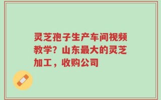 灵芝孢子生产车间视频教学？山东最大的灵芝加工，收购公司