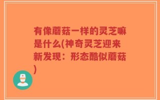 有像蘑菇一样的灵芝嘛是什么(神奇灵芝迎来新发现：形态酷似蘑菇)