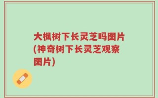 大枫树下长灵芝吗图片(神奇树下长灵芝观察图片)
