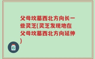 父母坟墓西北方向长一些灵芝(灵芝发现地在父母坟墓西北方向延伸)