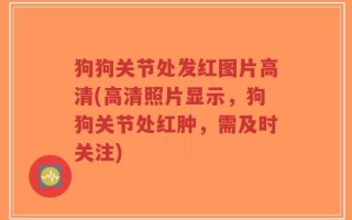 狗狗关节处发红图片高清(高清照片显示，狗狗关节处红肿，需及时关注)