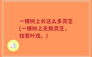 一棵树上长这么多灵芝(一棵树上无数灵芝，枝繁叶茂。)