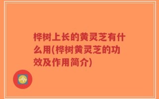 桦树上长的黄灵芝有什么用(桦树黄灵芝的功效及作用简介)