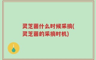 灵芝菌什么时候采摘(灵芝菌的采摘时机)