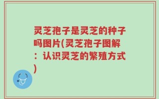 灵芝孢子是灵芝的种子吗图片(灵芝孢子图解：认识灵芝的繁殖方式)