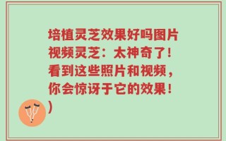 培植灵芝效果好吗图片视频灵芝：太神奇了！看到这些照片和视频，你会惊讶于它的效果！)