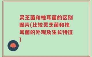 灵芝菌和槐耳菌的区别图片(比较灵芝菌和槐耳菌的外观及生长特征)
