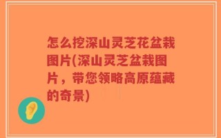 怎么挖深山灵芝花盆栽图片(深山灵芝盆栽图片，带您领略高原蕴藏的奇景)