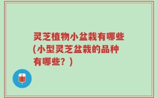 灵芝植物小盆栽有哪些(小型灵芝盆栽的品种有哪些？)