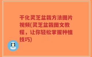 干化灵芝盆栽方法图片视频(灵芝盆栽图文教程，让你轻松掌握种植技巧)