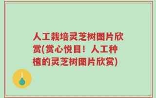 人工栽培灵芝树图片欣赏(赏心悦目！人工种植的灵芝树图片欣赏)