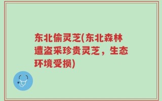 东北偷灵芝(东北森林遭盗采珍贵灵芝，生态环境受损)