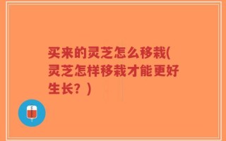 买来的灵芝怎么移栽(灵芝怎样移栽才能更好生长？)