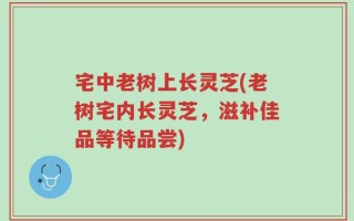 宅中老树上长灵芝(老树宅内长灵芝，滋补佳品等待品尝)