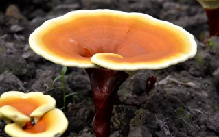 还在用破壁率评判灵芝孢子粉好坏吗？早就过时了！
