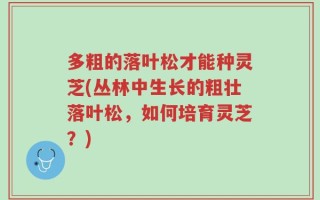 多粗的落叶松才能种灵芝(丛林中生长的粗壮落叶松，如何培育灵芝？)
