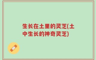 生长在土里的灵芝(土中生长的神奇灵芝)
