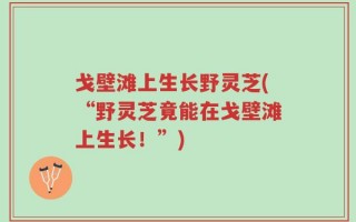 戈壁滩上生长野灵芝(“野灵芝竟能在戈壁滩上生长！”)