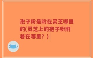 孢子粉是附在灵芝哪里的(灵芝上的孢子粉附着在哪里？)