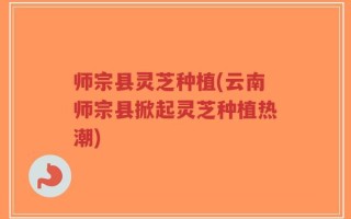 师宗县灵芝种植(云南师宗县掀起灵芝种植热潮)