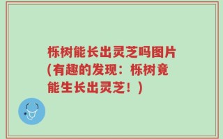 栎树能长出灵芝吗图片(有趣的发现：栎树竟能生长出灵芝！)