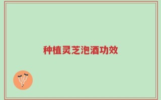 种植灵芝泡酒功效