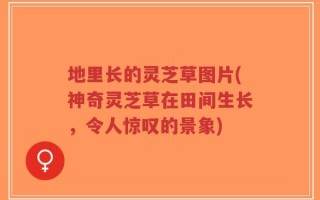 地里长的灵芝草图片(神奇灵芝草在田间生长，令人惊叹的景象)
