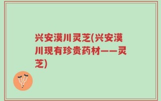 兴安漠川灵芝(兴安漠川现有珍贵药材——灵芝)