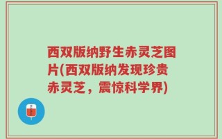 西双版纳野生赤灵芝图片(西双版纳发现珍贵赤灵芝，震惊科学界)