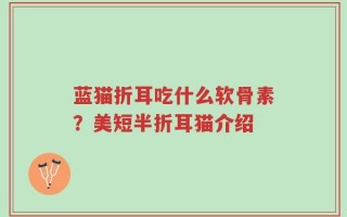 蓝猫折耳吃什么软骨素？美短半折耳猫介绍