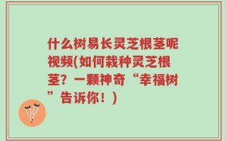 什么树易长灵芝根茎呢视频(如何栽种灵芝根茎？一颗神奇“幸福树”告诉你！)