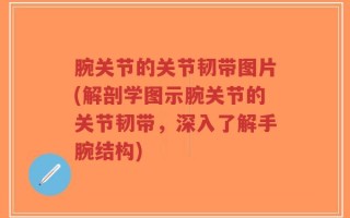 腕关节的关节韧带图片(解剖学图示腕关节的关节韧带，深入了解手腕结构)